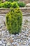 Dwarf Japanese yew with variegated foliage cultivar `Dwarf Bright Gold