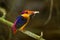 Dwarf Kingfisher (Ceyx erithaca)