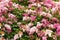 Dwarf Korean Lilac Syringa meyeri pink and purple flowers, and