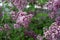 Dwarf Korean lilac tree flower close up, syringa oleaceae