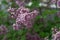 Dwarf Korean lilac tree flower close up, syringa oleaceae