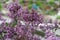 Dwarf Korean lilac tree flower close up, syringa oleaceae