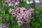 Dwarf Korean lilac tree flower close up, syringa oleaceae