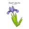 Dwarf lake iris Iris lacustris , state wild flower of Michigan
