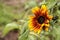 Dwarf little Becka sunflower