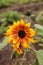 Dwarf little Becka sunflower