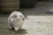 Dwarf lop eared pet rabbit