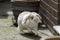 Dwarf lop eared rabbit