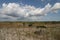 Dwarf Mangrove Trees of Everglades National Park.