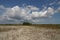 Dwarf Mangrove Trees of Everglades National Park.