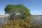 Dwarf Mangrove Trees of Everglades National Park, Florida.