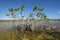 Dwarf Mangrove Trees of Everglades National Park, Florida.