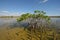 Dwarf Mangrove Trees of Everglades National Park, Florida.