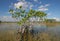 Dwarf Mangrove Trees of Everglades National Park, Florida.