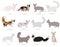 Dwarf, miniature type cats. Domestic cat breeds and hybrids collection isolated on white. Flat style set