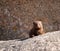 Dwarf mongoos sitting on a rock