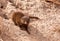 Dwarf mongoos sitting on a termite nest