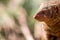 Dwarf mongoose. African wildlife with small mammal in close up