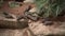 Dwarf mongoose close up looking at you