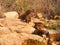 Dwarf mongoose family in the early morning sun