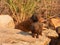 Dwarf mongoose family in the early morning sun