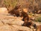 Dwarf mongoose family in the early morning sun