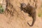 Dwarf mongoose family enjoy the safety of a burrow