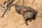 Dwarf mongoose family enjoy safety of their burrow