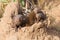 Dwarf mongoose family enjoy safety of their burrow