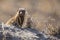 Dwarf mongoose family enjoy safety of their burrow