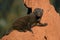 Dwarf mongoose (Helogale parvula)