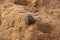 Dwarf Mongoose, helogale parvula, Adult standing on Termite Hill, Masai Mara Park in Kenya