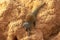 Dwarf Mongoose, helogale parvula, Adult standing on Termite Hill, Masai Mara Park in Kenya