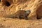 Dwarf Mongoose, helogale parvula, Adult standing on Termite Hill, Masai Mara Park in Kenya