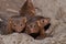 Dwarf Mongoose Helogale parvula a family