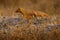 Dwarf mongoose, Helogale parvula, pair of animal near the hole nest, Suvuti, Chobe NP in Botswana. Mongoose in the nature habitat