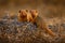 Dwarf mongoose, Helogale parvula, pair of animal near the hole nest, Suvuti, Chobe NP in Botswana. Mongoose in the nature habitat