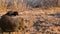 Dwarf Mongoose hunting a baboon spider