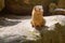 Dwarf Mongoose with a large pointed head, small ears, a long tail, short limbs and long claws