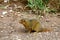 Dwarf mongoose, Maasai Mara Game Reserve, Kenya