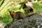 Dwarf mongoose on a rock