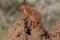 Dwarf mongoose sentinel on termite mound