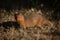 Dwarf mongoose stands faces camera in grass