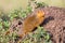 Dwarf Mongoose By Termite Mound