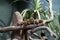 Dwarf mongooses sitting on branch