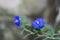 Dwarf morning glory with blue blurry background