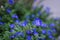 Dwarf morning glory flowers in morning light