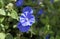 Dwarf morning-glory or Slender dwarf morning-glory flowers, Evolvulus alsinoides, Rio