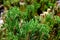 Dwarf mountain pine branch detail with lush green needles