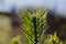 Dwarf mountain pine branch detail with lush green needles